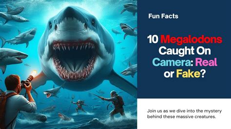 megalodons are fake